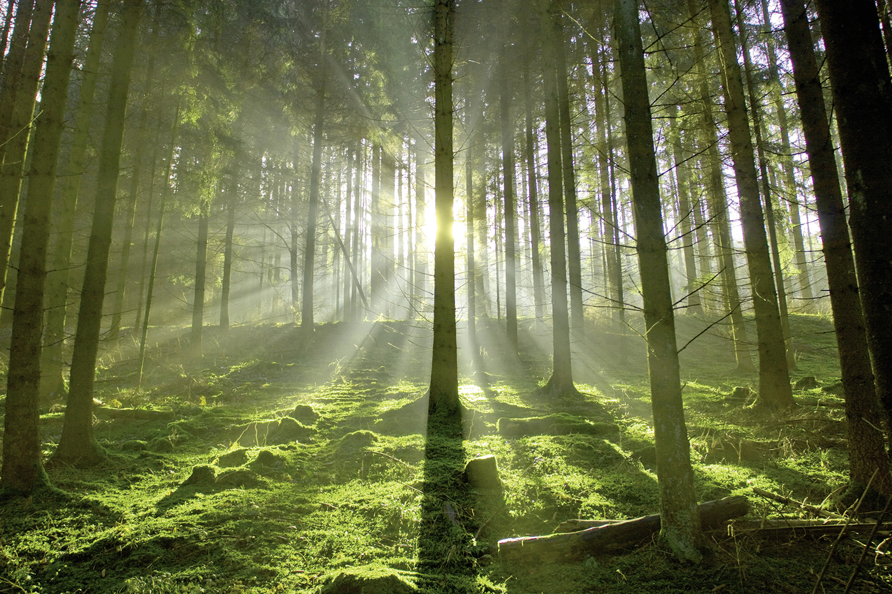 Heizen mit Holz als klimafreundliche Lösung